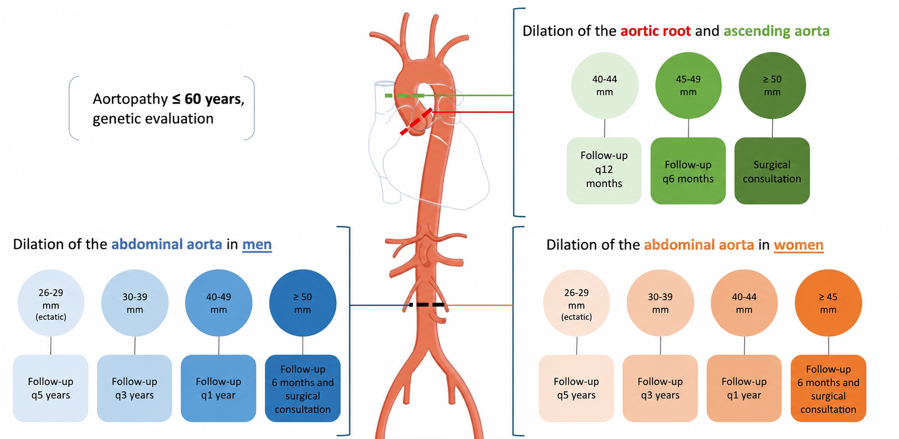 Aorta